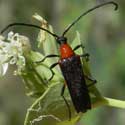 Flower Cerambyidae