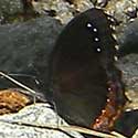 Red-bordered Satyr