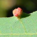 leaf gall caused by mites, Eriophyidae