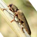 Click Beetle