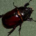 Ox Beetle