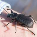 Eleodes Beetle