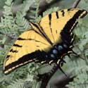 Two-tailed Swallowtail