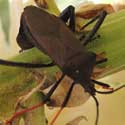 Giant Agave Bug