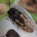 Flower Buprestid, Acmaeodera