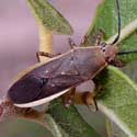 Agave Bug