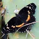 Bordered Patch butterfly