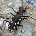 tiger beetle