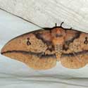 Oslar's Imperial Moth