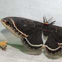Calleta Silk Moth
