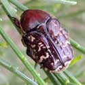 chafer beetle