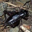 Field Cricket