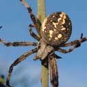 Spotted Orb Weaver