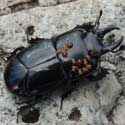 Hister Beetle