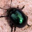 Green Potato Beetle