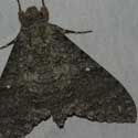 Mossy Sphinx Moth