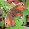 Red Satyr butterfly