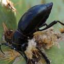 Cactus Longhorn Beetle