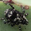 Agave Weevil