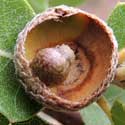 leaf gall on emory oak