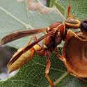 Golden Paper Wasp