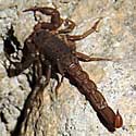 Pseudouroctonus apacheanus