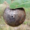 oak apple gall Cynipidae