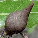 stem gall on Quercus emoryi