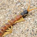 Red-headed Centipede