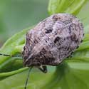 Shield Bug, Sphyrocoris
