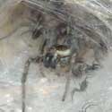 Funnel Wolf Spider