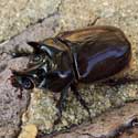 rhinoceros beetle