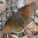 Northern Cloudy-wing