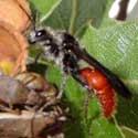 Velvet Ant Wasp