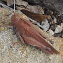 Oak Leaf Grasshopper