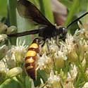 Scoliid Flower Wasp