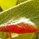 Manzanita Aphid Leaf Gall