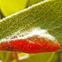 Manzanita Gall Aphid