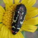 Jewel beetle with red spots