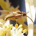 Bombyliidae Flower Fly