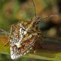 African Cluster Bug