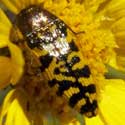 Acmaeodera Beetle