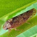 Willow Leafhopper