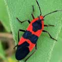 Large Milkweed Bug