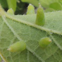 Celtis leaf gall caused by mites, Eriophyidae