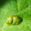 leaf gall caused by mites, Aceria negundo