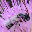 Long-horned Bee