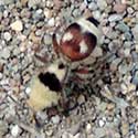 Which Way Velvet Ant