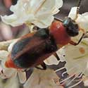 collops soft-winged flower beetle