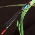 Painted Damsel